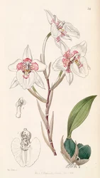 Rhynchostele cervantesii (as syn. Odontoglossum membranaceum)